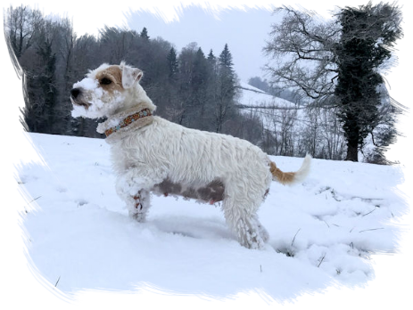 Noch immer liebt Enif es im Schnee zu toben, auch mit dickem Bauch!
